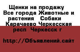 Щенки на продажу - Все города Животные и растения » Собаки   . Карачаево-Черкесская респ.,Черкесск г.